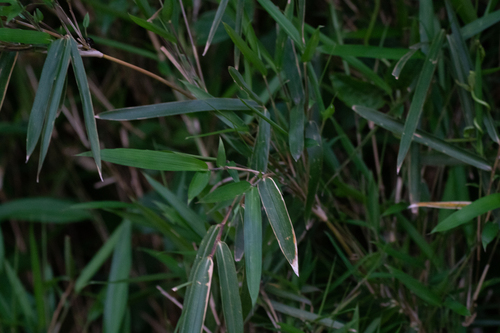 Pleioblastus argenteostriatus, photograph 4