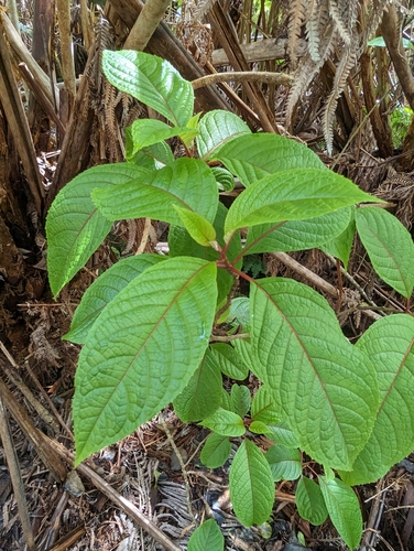 Olomea (Perrottetia sandwicensis)