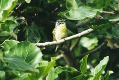Pogoniulus chrysoconus