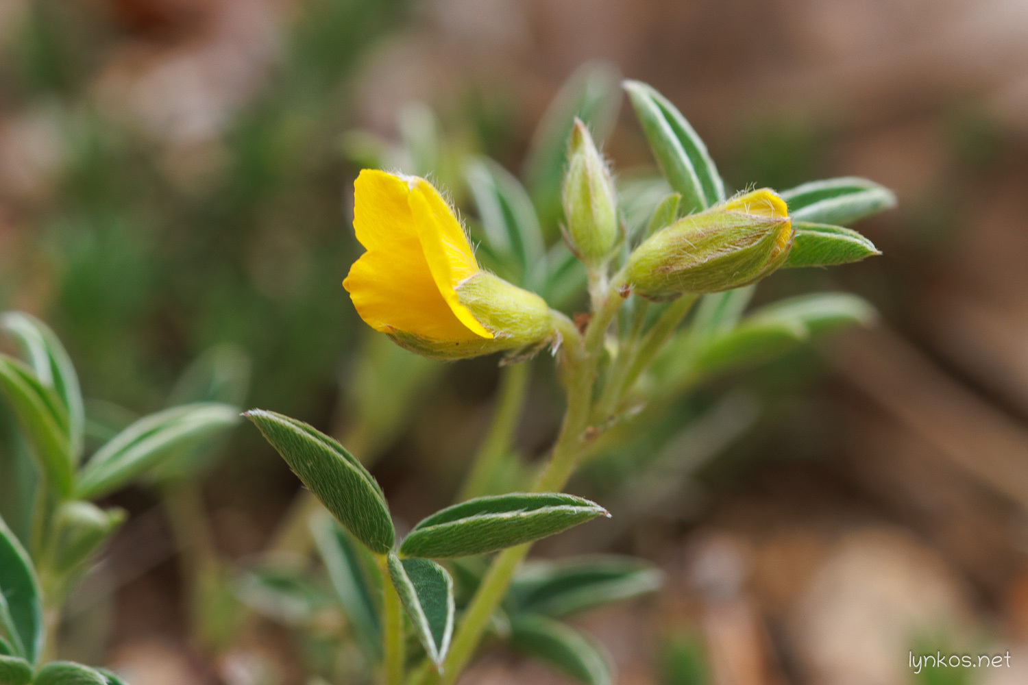 Argyrolobium zanonii