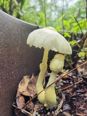 Image Associated With the Occurrence