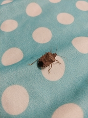 Halyomorpha halys