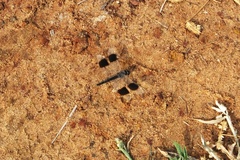 Brachythemis impartita