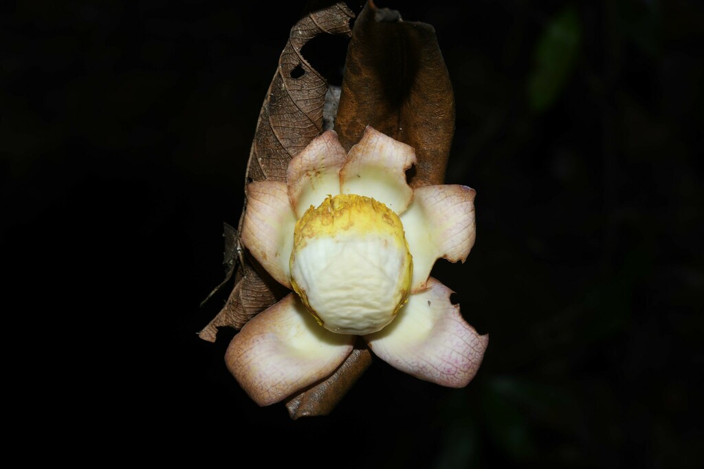 Eschweilera simiorum