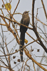 Phaenicophaeus tristis