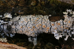 Ochrolechiaceae