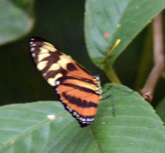 Eueides isabella eva