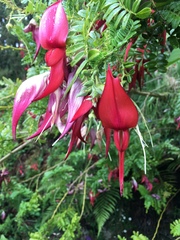 Clianthus maximus