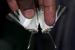 Graphium antiphates
