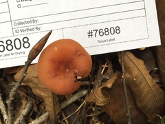 Laccaria trichodermophora