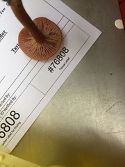 Laccaria trichodermophora