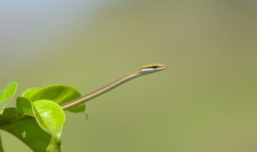 Dendrelaphis girii