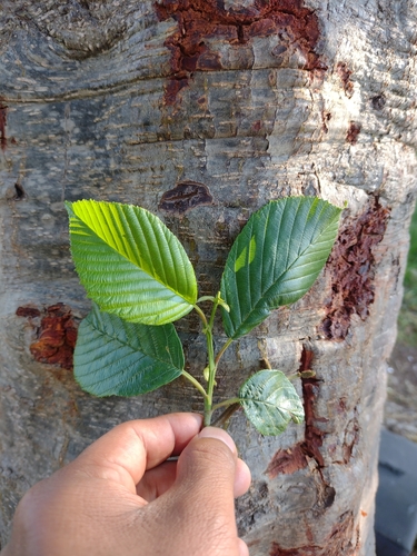 Andean Alder