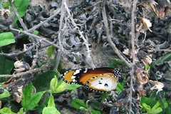 Danaus chrysippus alcippus