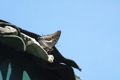 Charaxes