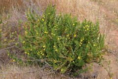 Goodenia amplexans