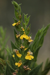 Goodenia amplexans
