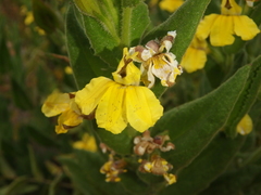 Goodenia amplexans
