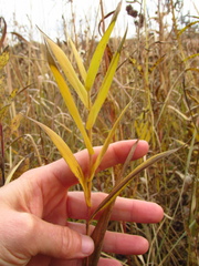 Dichanthelium leibergii