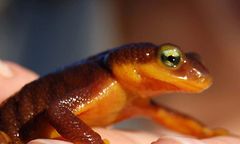 California Newt photo 5