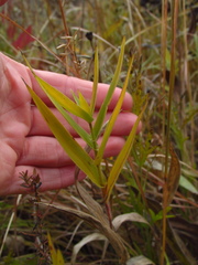 Dichanthelium leibergii