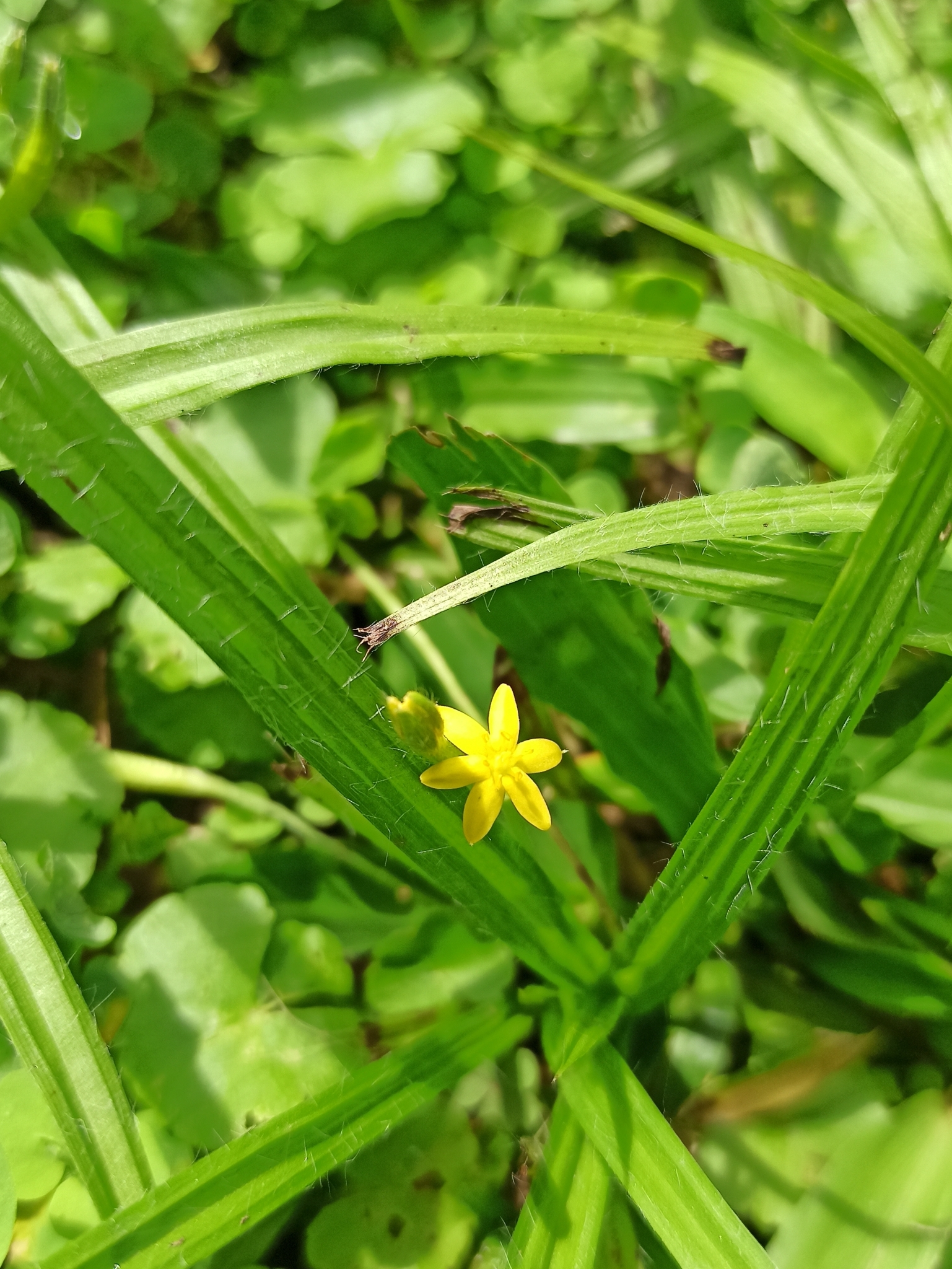 Hypoxis decumbens