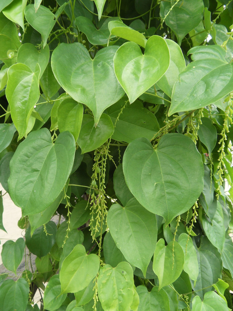 Indian yam, plant