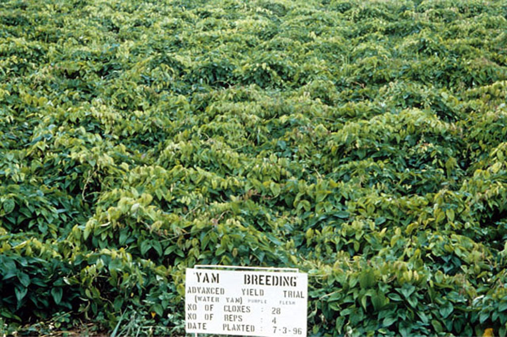 Indian yam, plant