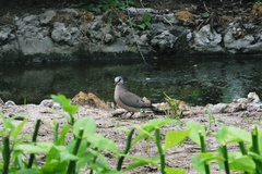 Turtur abyssinicus