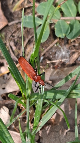 Pyrochroa serraticornis