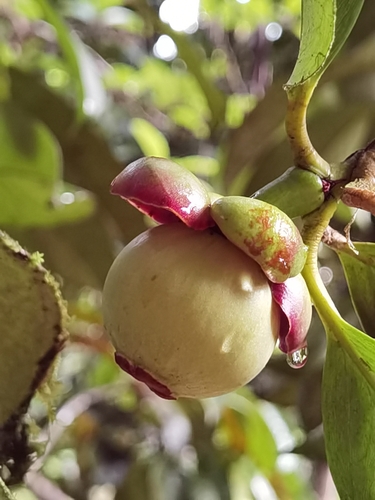 Garcinia mangostana