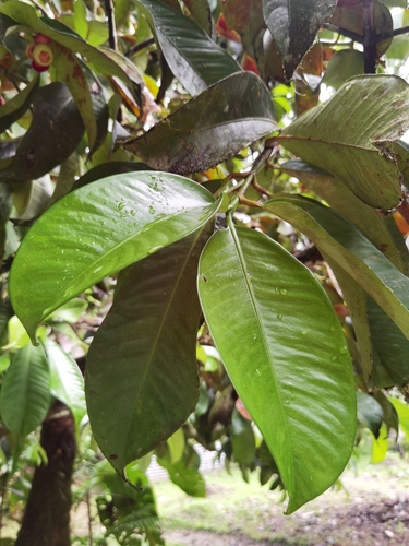 Garcinia mangostana