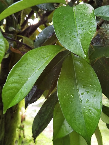 Garcinia mangostana