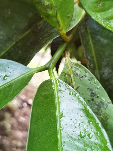 Garcinia mangostana