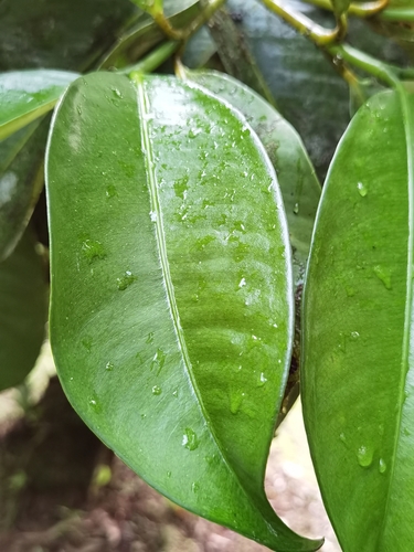 Garcinia mangostana
