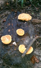 Inonotus quercustris