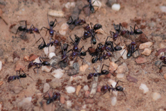 Iridomyrmex purpureus