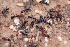 Iridomyrmex purpureus