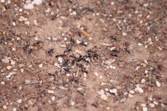 Iridomyrmex purpureus