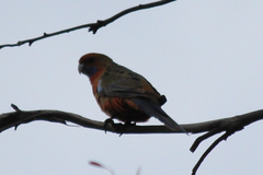 Platycercus elegans adelaidae