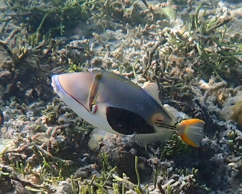 Blackpatch Triggerfish — seen at this dive site