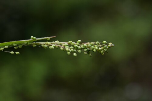 Trichanthecium granuliferum