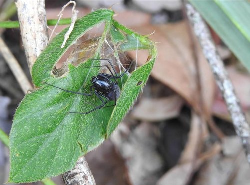 Striped Spitting Spider