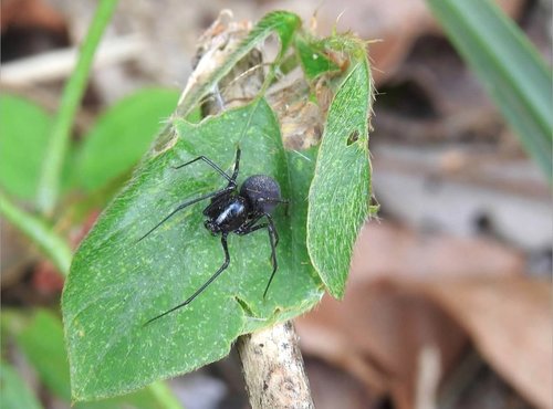 Striped Spitting Spider