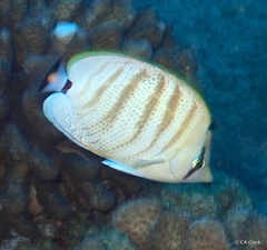 Chaetodon multicinctus