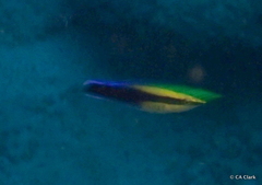 Labroides phthirophagus