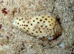 Conus pulicarius