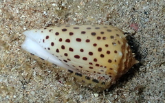 Conus pulicarius image