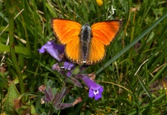 Lycaena hippothoe italica