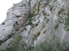 Agave victoriae-reginae